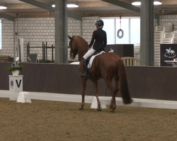 Reitturnier Bottrop-Kirchhellen 2024