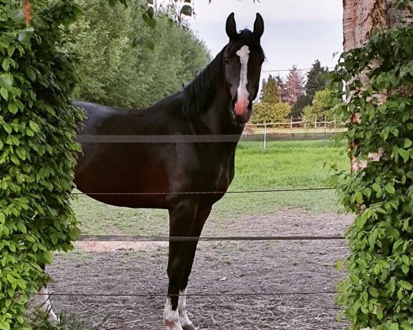 Pferd Escuro ALD Z (Zangersheide Reitpferd, 2018, von Ermitage Kalone)