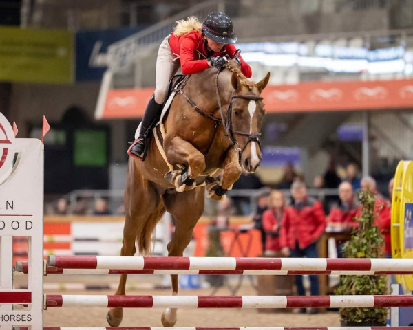Pferd Safari Bo de W&S (Belgisches Warmblut, 2018, von Ermitage Kalone)