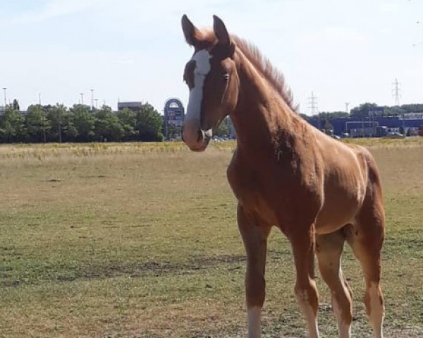 Pferd Sensa van de Nachtegaele (Belgisches Warmblut, 2018, von Ermitage Kalone)