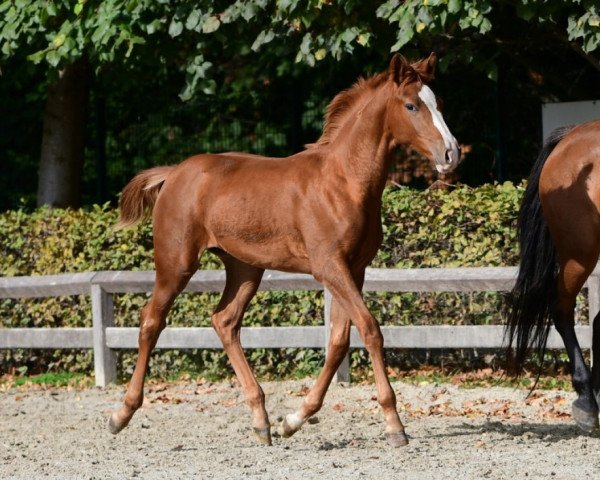 Pferd Sierra Optima (Belgisches Warmblut, 2018, von Ermitage Kalone)