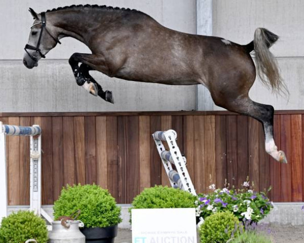 horse Stella D V (Belgian Warmblood, 2018, from Ermitage Kalone)