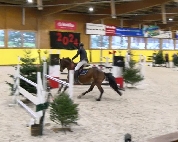 Reitturnier Dielsdorf 2024