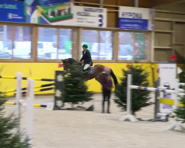 Reitturnier Dielsdorf 2024