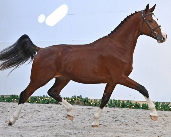 Pferd Stelvio v/d Zilverenhoek (Belgisches Warmblut, 2018, von Ermitage Kalone)