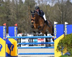 jumper Bobby Balou (Hanoverian, 2007, from Baloubet du Rouet)