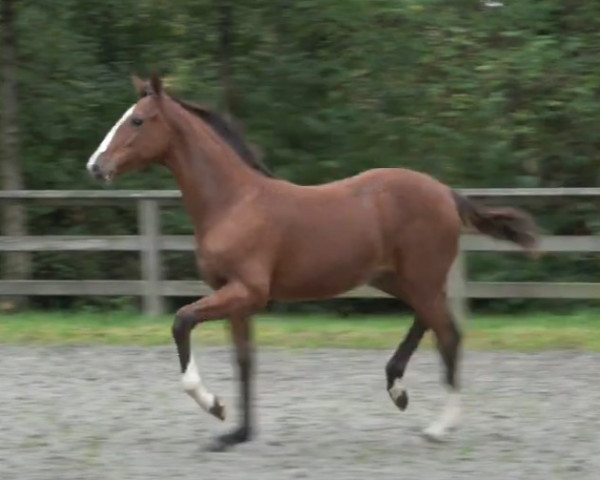 horse Earl Optimus Z (Zangersheide riding horse, 2019, from Ermitage Kalone)