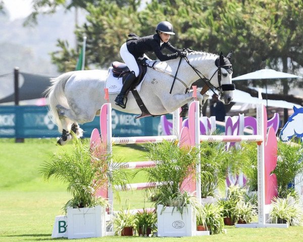 jumper Giggs (KWPN (Royal Dutch Sporthorse), 2011, from Wizzerd WV)