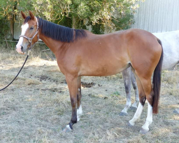 horse Edwina de Céran Z (Selle Français, 2019, from Ermitage Kalone)