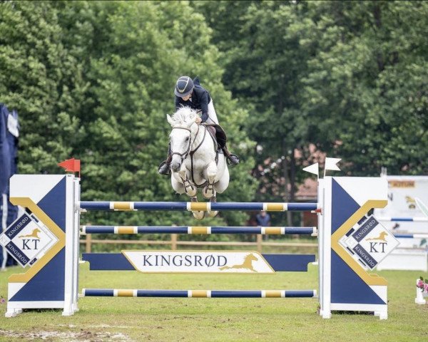 Springpferd Gezel (KWPN (Niederländisches Warmblut), 2011, von Zirocco Blue)