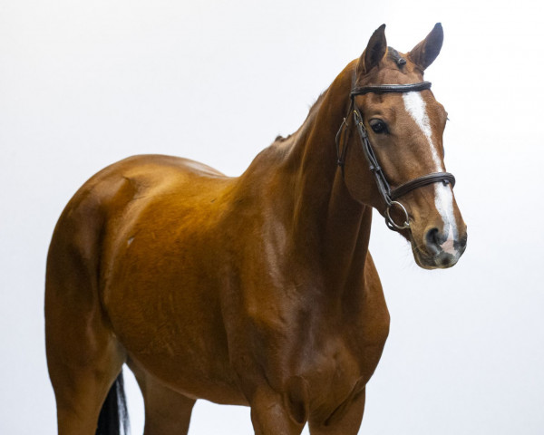 horse Ellis Z (Zangersheide riding horse, 2019, from Ermitage Kalone)