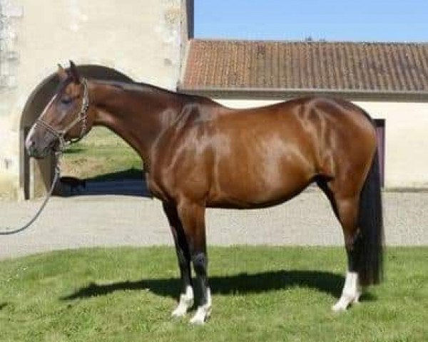 broodmare Bellaventure Kalone (Selle Français, 2011, from Kannan)