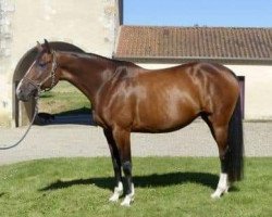 broodmare Bellaventure Kalone (Selle Français, 2011, from Kannan)