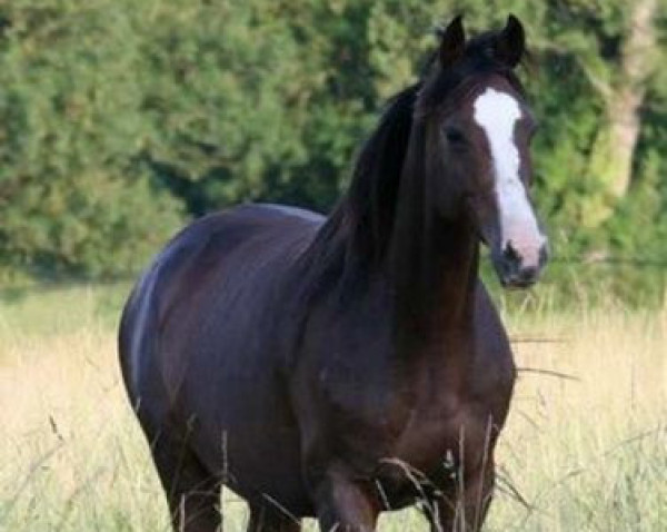 broodmare Blague du Maury AA (Anglo-Arabs, 1998, from Veloce de Favi AA)