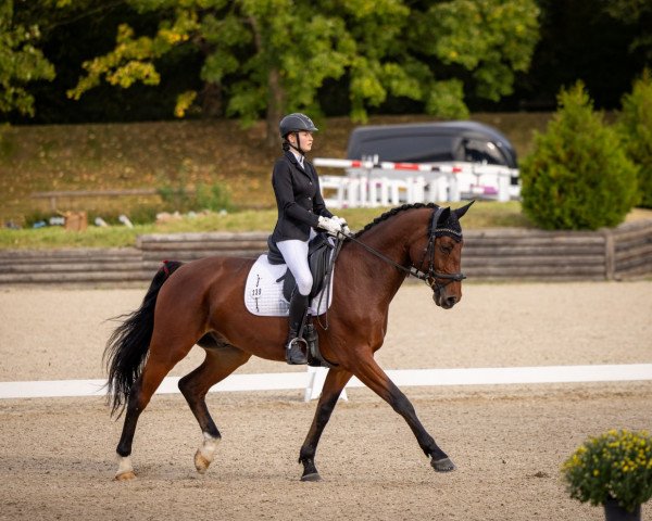 dressage horse Orlando Ms (Bavarian, 2013, from Rivero II)
