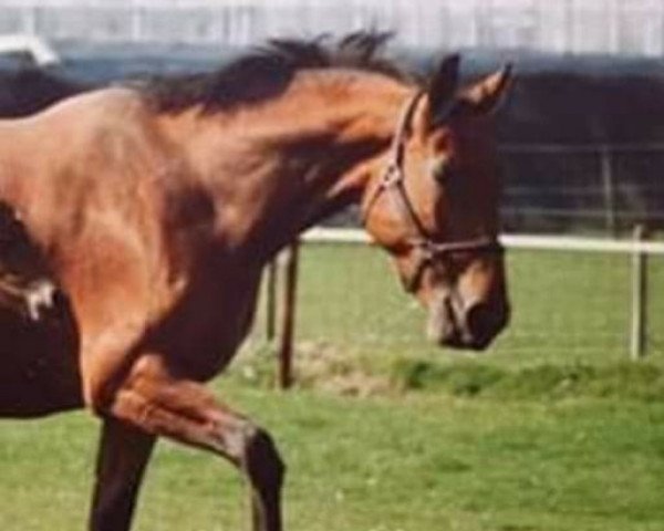 broodmare Cemeta (KWPN (Royal Dutch Sporthorse), 1984, from Nimmerdor)