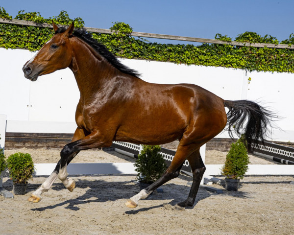 horse Tirza van het Hellegat (Belgian Warmblood, 2019, from Ermitage Kalone)