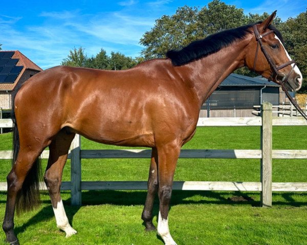 horse Top King van 't Schawijke (Belgian Warmblood, 2019, from Ermitage Kalone)