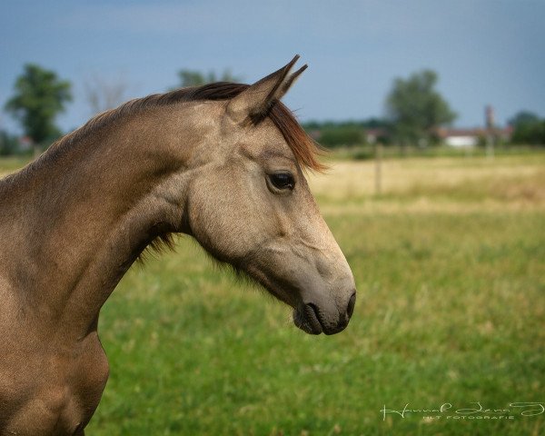 horse HLT Giana (German Riding Pony, 2022, from Golden Dime)