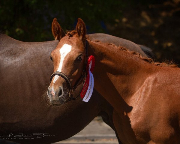 horse Wasteins Desmero (German Riding Pony, 2022, from Desmond)