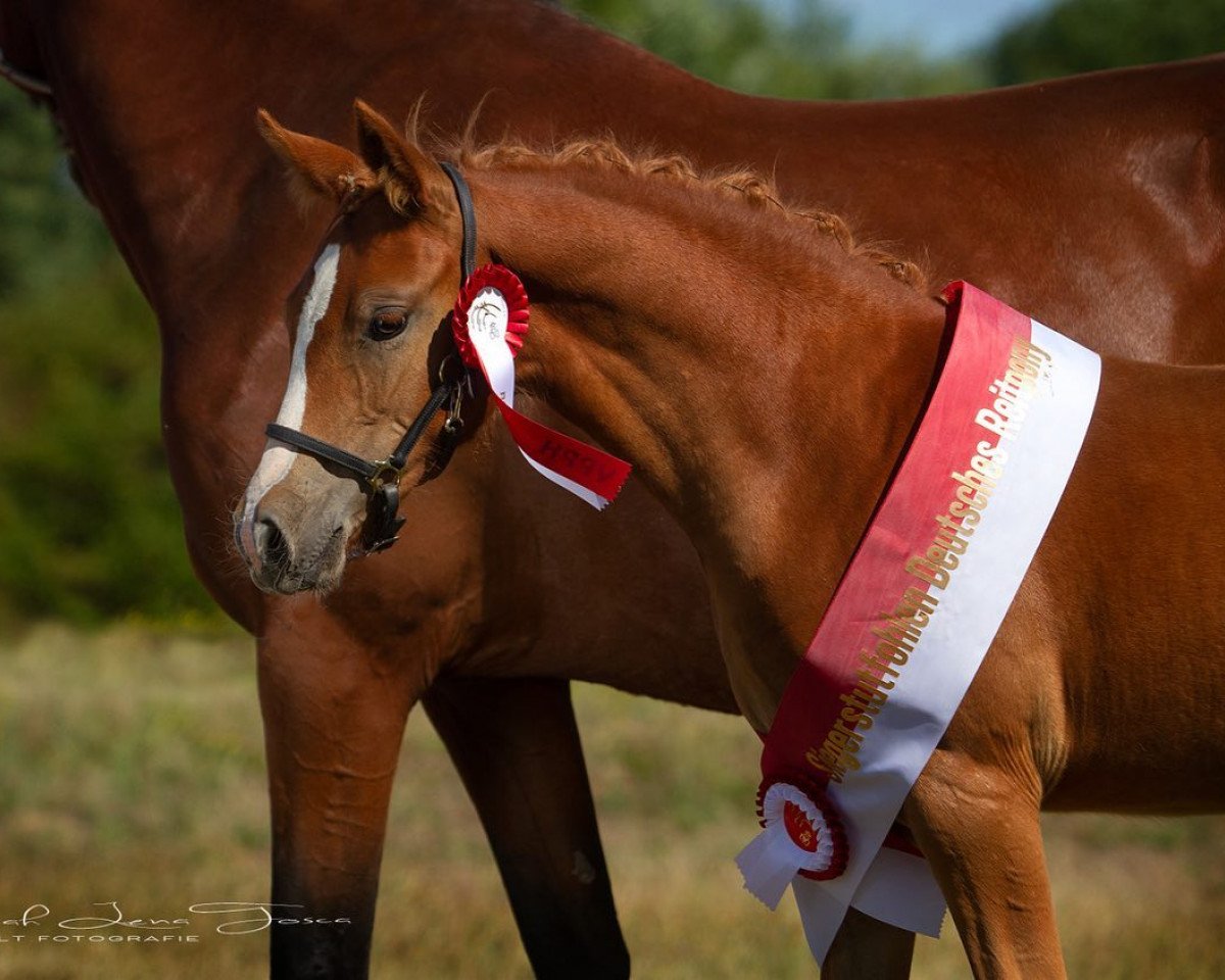 Pferd HLT Nayeli (Deutsches Reitpony, 2022, von HET Golden Dream)
