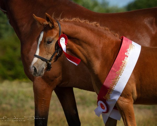 Pferd HLT Nayeli (Deutsches Reitpony, 2022, von HET Golden Dream)