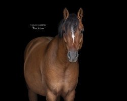 dressage horse Cinnamon Cracker (German Riding Pony, 2019, from Cooper County WE)