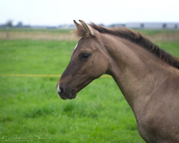horse Dun can Dance (German Riding Pony, 2023, from Dating AT NRW)