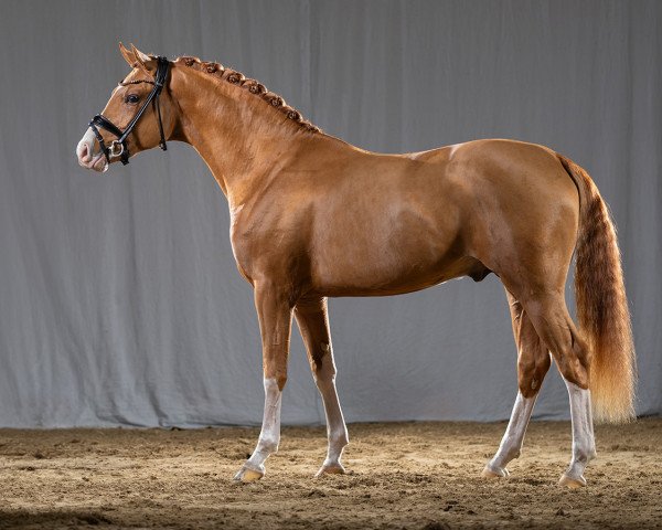 horse D-Choice AT WE (German Riding Pony, 2021, from Dreidimensional AT NRW)