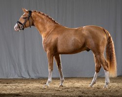 horse D-Choice AT WE (German Riding Pony, 2021, from Dreidimensional AT NRW)