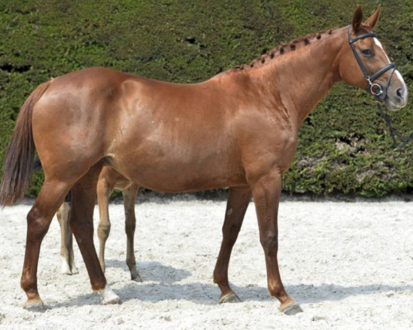 broodmare Deauville (Belgian Warmblood, 2003, from Richebourg)