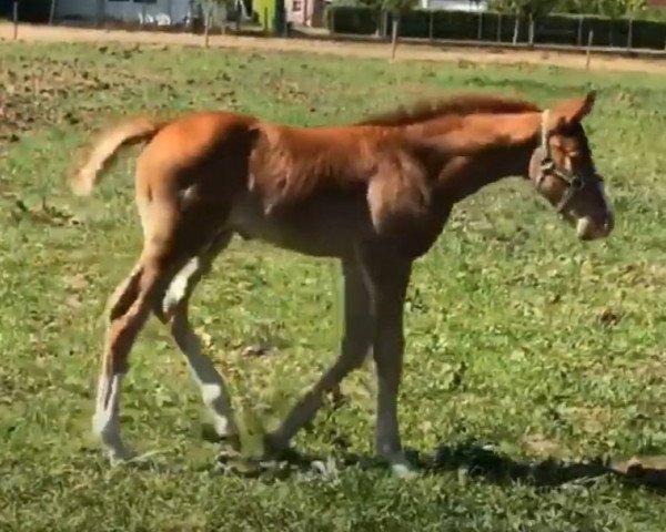 horse E. Underdog Z (Zangersheide riding horse, 2020, from Ermitage Kalone)