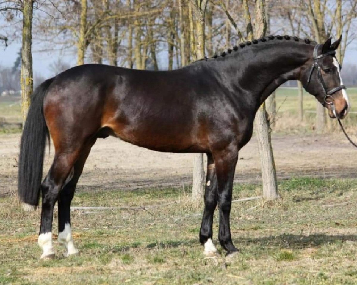 Pferd El Rey Del Corazon Z (Zangersheide Reitpferd, 2020, von Ermitage Kalone)