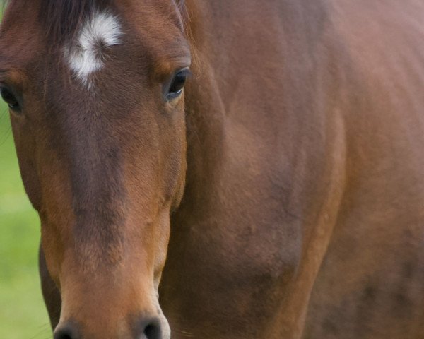 horse Highlight‘e H (Westphalian, 2019, from High Motion 2)
