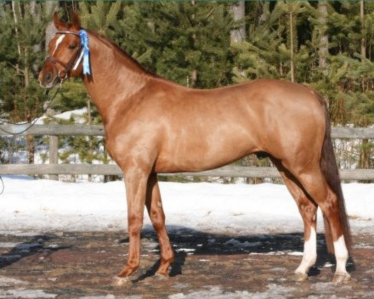 dressage horse Loreno 148 FIN (German Sport Horse, 2005, from Loredano 2)