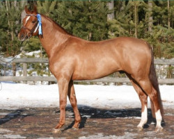 dressage horse Loreno 148 FIN (German Sport Horse, 2005, from Loredano 2)