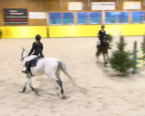 Reitturnier Dielsdorf 2024