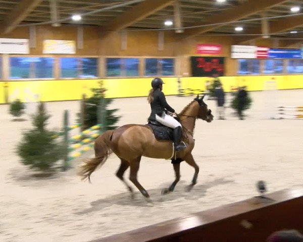 Reitturnier Dielsdorf 2024
