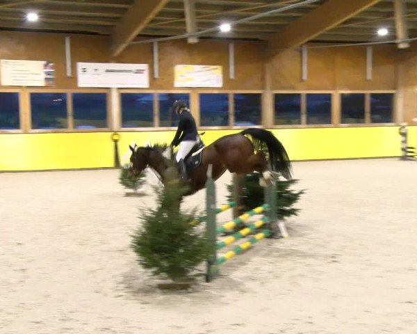 Reitturnier Dielsdorf 2024