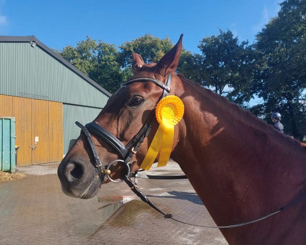 dressage horse Destinys Darina (Oldenburg, 2016, from Ducati)