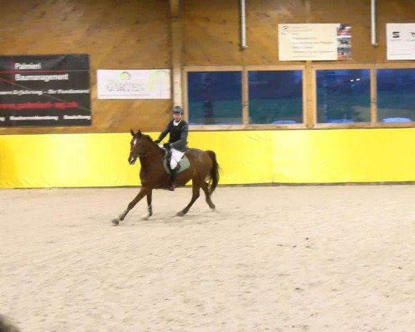 Reitturnier Dielsdorf 2024