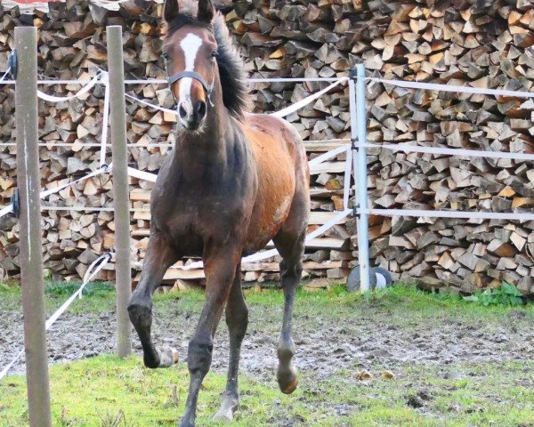 Pferd Hengst von Duplexx / Acodetto (Holsteiner, 2023, von Duplexx)
