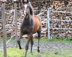 Pferd Hengst von Duplexx / Acodetto (Holsteiner, 2023, von Duplexx)
