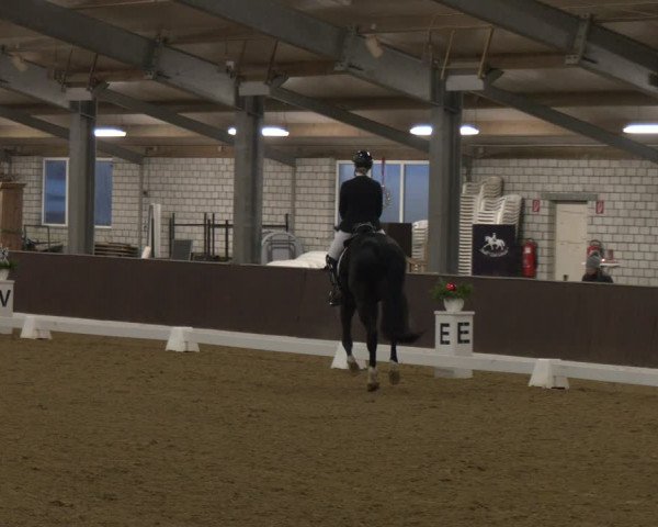 Reitturnier Bottrop-Kirchhellen 2024