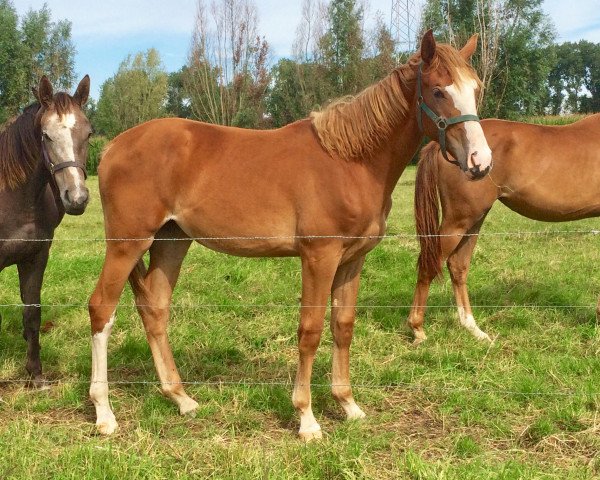 horse Elle Royal Z (Zangersheide riding horse, 2020, from Ermitage Kalone)