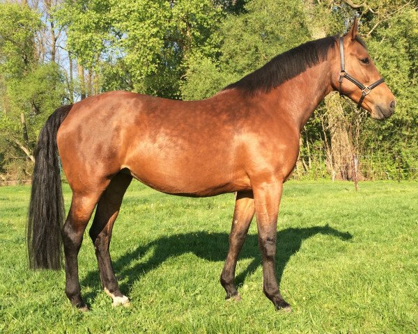 broodmare Larnaca de Muze (Belgian Warmblood, 2011, from Bamako de Muze)