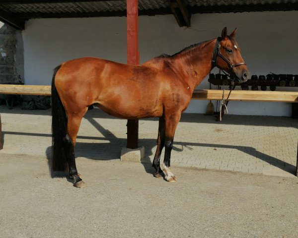 horse Padua S (Hessian Warmblood, 1996, from Partout)