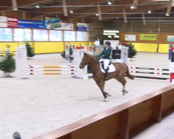 Reitturnier Dielsdorf 2024