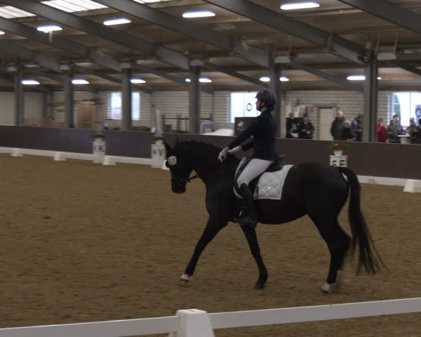 Reitturnier Bottrop-Kirchhellen 2024