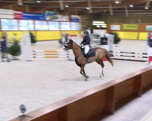 Reitturnier Dielsdorf 2024